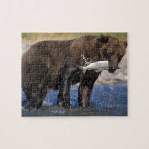 Puzzle Oso pardo, oso grizzly, con captura de salmón,
