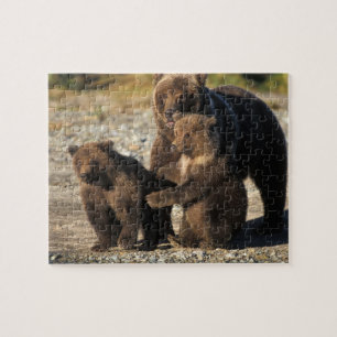 Puzzle Oso pardo, oso grizzly, osa con crías en la costa