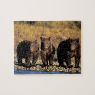 Puzzle Oso pardo, oso marrón, crías, Katmai Nacional