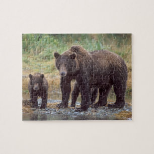 Puzzle oso pardo, Ursus arctos, oso grizzly, Ursus 3
