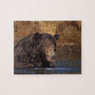 Puzzle oso pardo, Ursus arctos, oso grizzly, Ursus 5