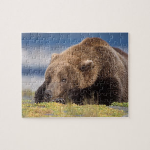 Puzzle oso pardo, Ursus arctos, oso grizzly, Ursus 8