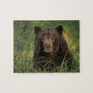 Puzzle oso pardo, Ursus arctos, oso grizzly, Ursus 9