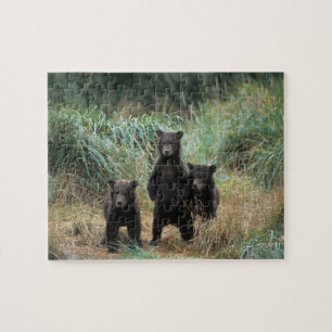 Puzzle oso pardo, Ursus arctos, oso pardo, Ursus 7