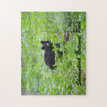 Oso - Parque Nacional Shenandoah