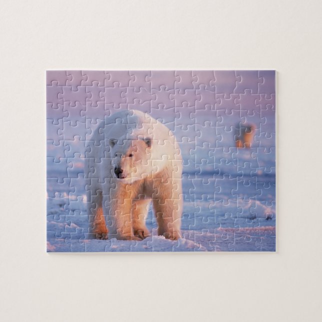 Puzzle oso polar, Ursus maritimus (Horizontal)