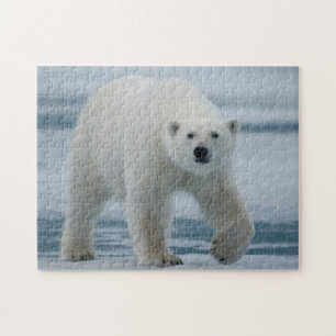 Puzzle Oso Polar, Ursus Maritimus, Adulto
