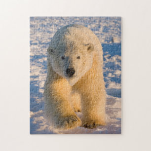 Puzzle oso polar, Ursus maritimus, oso polar en hielo