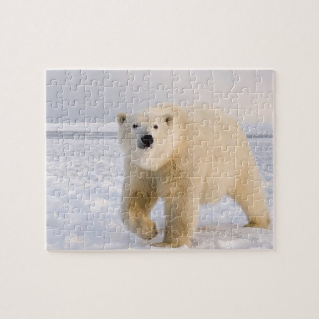 Puzzle oso polar, Ursus maritimus, sobre hielo y nieve, 2 (Horizontal)