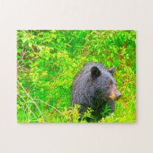 Osos Brown canadienses.