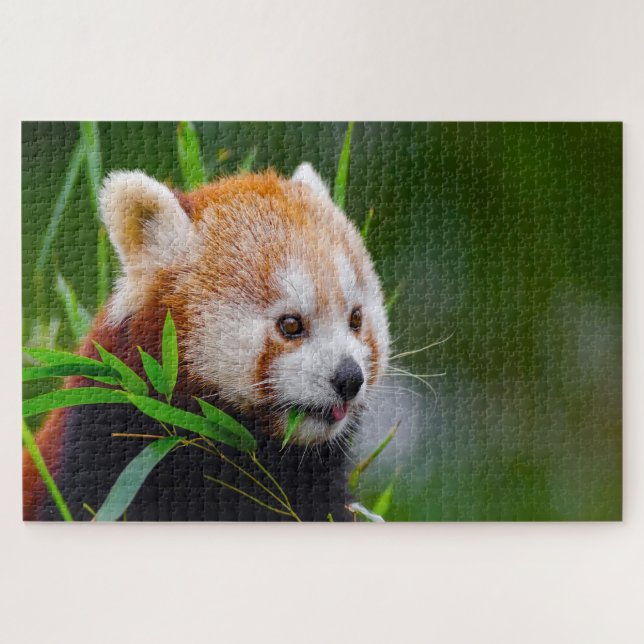 Puzzle Osos De Panda Rojo. (Horizontal)