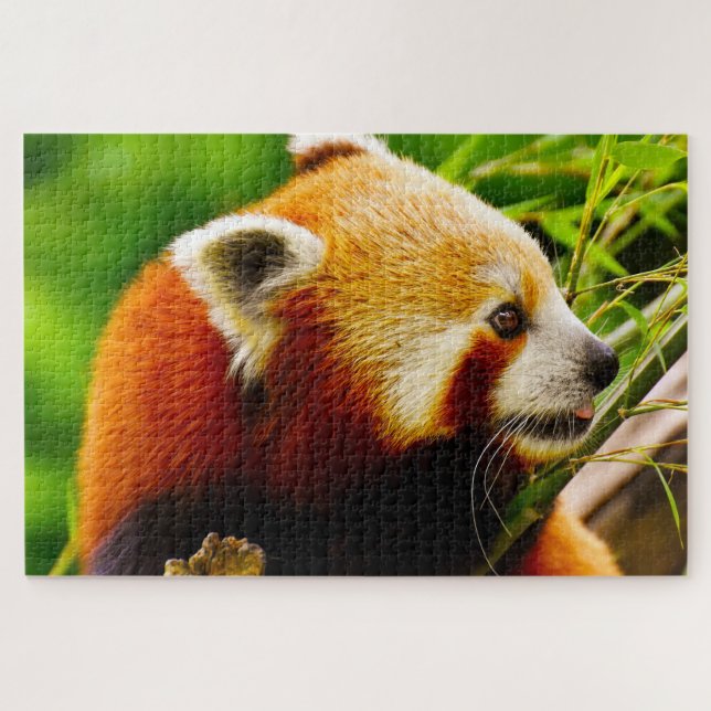 Puzzle Osos De Panda Rojo. (Horizontal)