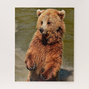 Puzzle Osos Marrones Salvajes.