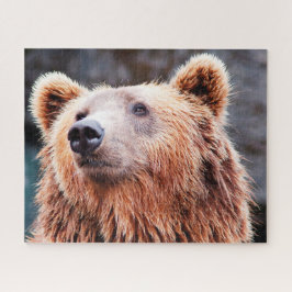 Puzzle Osos Marrones Salvajes.