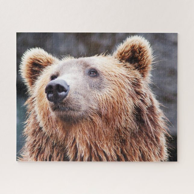 Puzzle Osos Marrones Salvajes. (Horizontal)