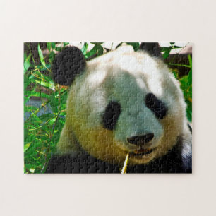 Puzzle Osos Panda.