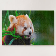 Osos Panda Rojos.
