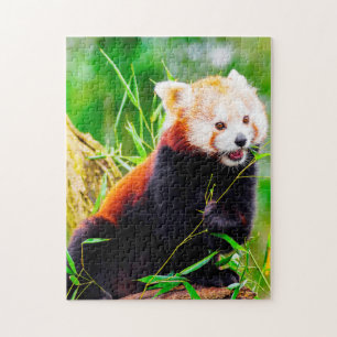 Puzzle Osos Panda Rojos.