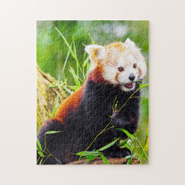 Puzzle Osos Panda Rojos. (Vertical)