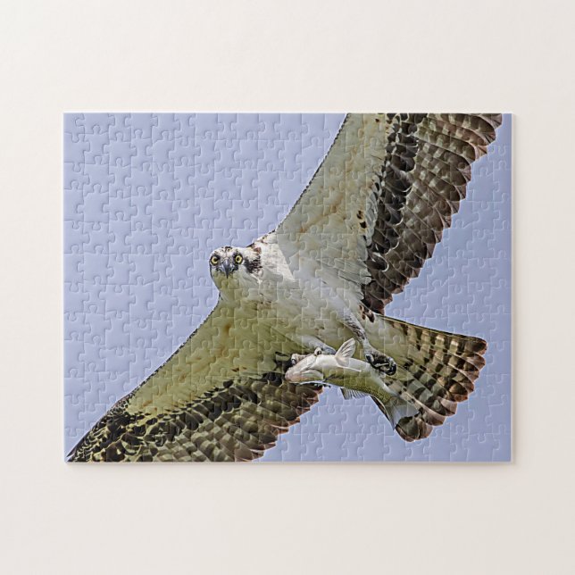 Puzzle Osprey con un pez (Horizontal)