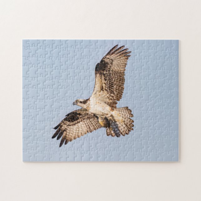Puzzle Osprey con un pez (Horizontal)