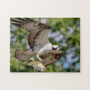 Puzzle Osprey con una gran boquilla