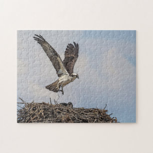 Puzzle Osprey en un nido