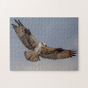 Puzzle Osprey en vuelo