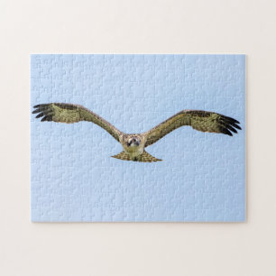 Puzzle Osprey en vuelo