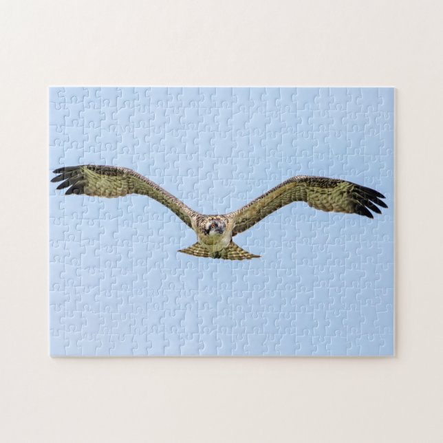 Puzzle Osprey en vuelo (Horizontal)