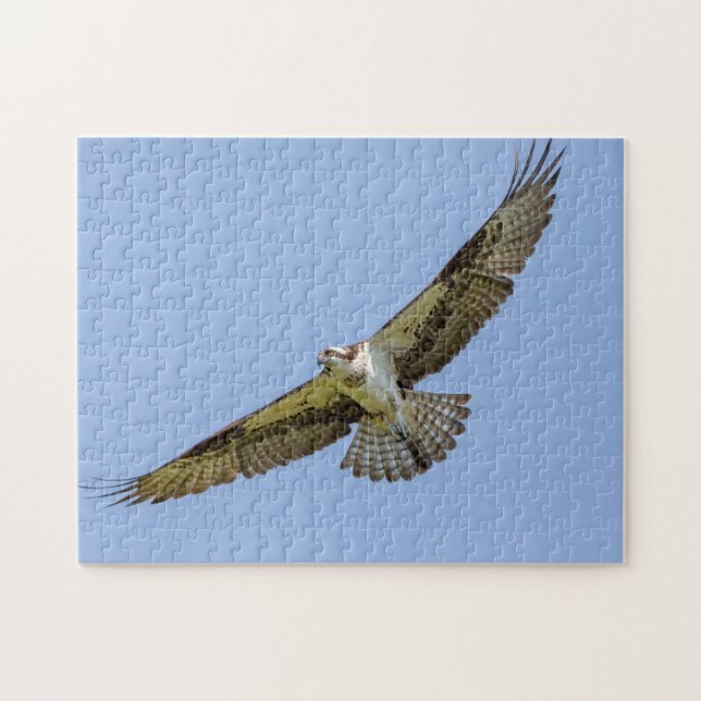 Puzzle Osprey en vuelo (Horizontal)