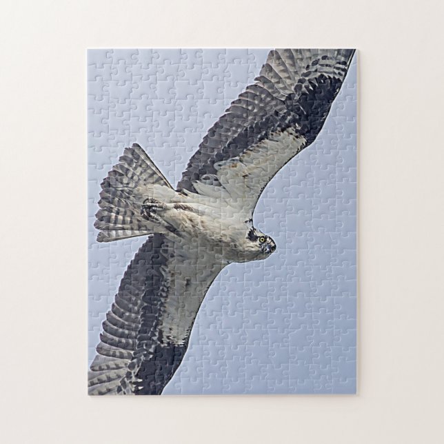 Puzzle Osprey en vuelo (Vertical)