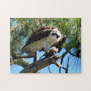 Puzzle Osprey - Halcón marino - Halcón de pescado - Rapto