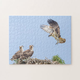 Puzzle Osprey in nest (tres amigos)