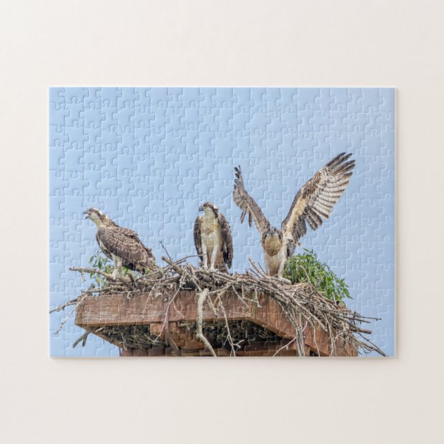 Puzzle Osprey in nest (tres amigos) (Horizontal)
