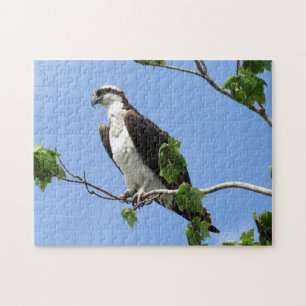 Puzzle Osprey In Tree - Raptor - Ave