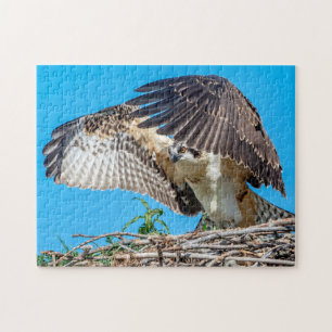 Puzzle Osprey juvenil en el nido