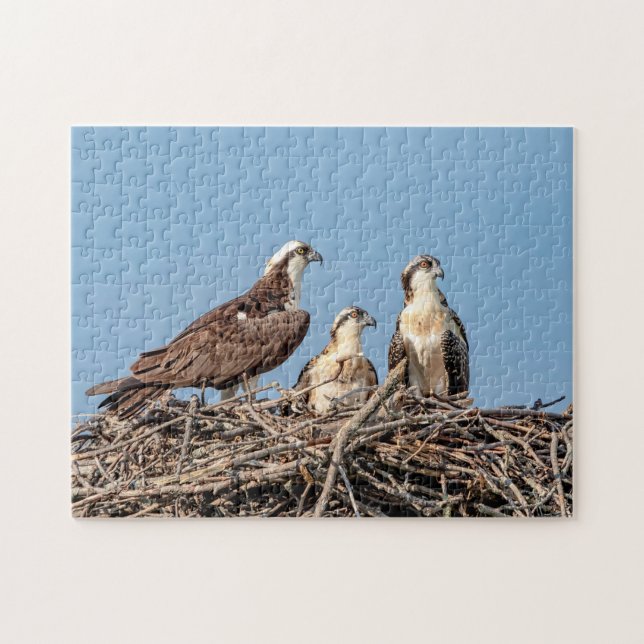 Puzzle Osprey mamá con sus hijos (Horizontal)