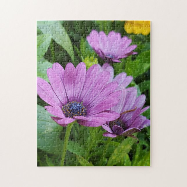Puzzle Osteospermum daisy (Vertical)