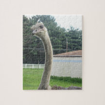 Ostrich