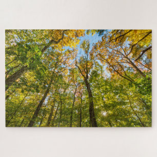 Puzzle Otoño en un bosque en Amesbury, Massachusetts