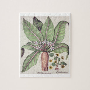 Puzzle Otoño Mandrake, del "Hortus Eystettensis" cerca