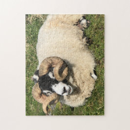 Puzzle Oveja con cuernos de curry en Islay, Escocia. Ovej