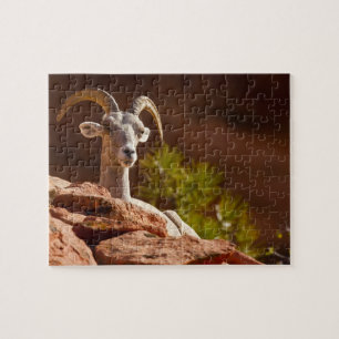 Puzzle Oveja de cuernos grandes del desierto (Ovis canade