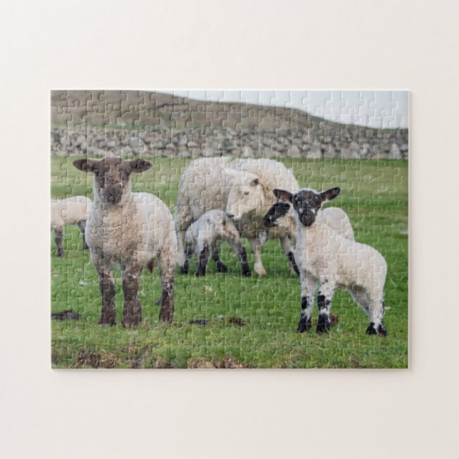 Puzzle Oveja Shetland (Horizontal)