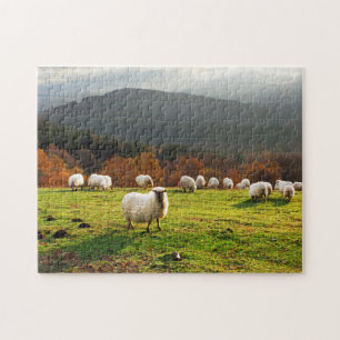 Puzzle ovejas basque del latxa del país