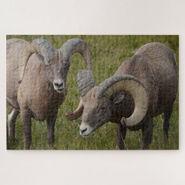 Puzzle Ovejas bosnias en el parque nacional de Badlands (Horizontal)