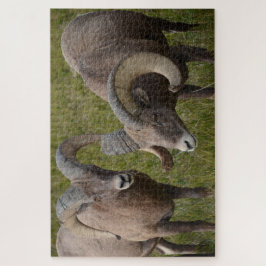 Puzzle Ovejas bosnias en el parque nacional de Badlands