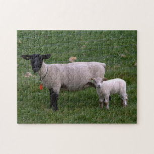 Puzzle Ovejas con el cordero