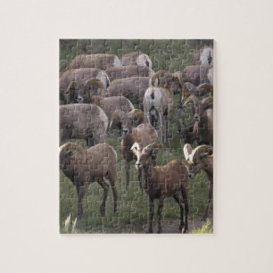 Puzzle Ovejas de Bighorn jovenes